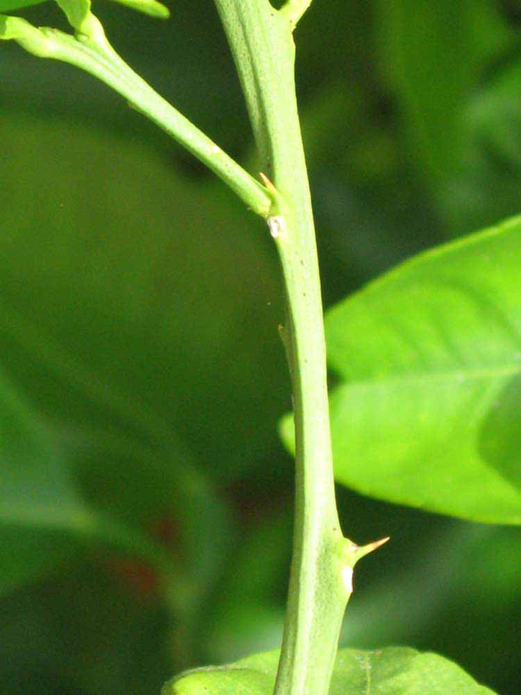            First year twig (Winter Haven, FL)   